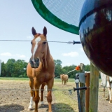 H-TRAP 2025, ловушка для слепней безопасная для пчел