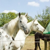 H-TRAP 2025, ловушка для слепней безопасная для пчел