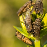 MT-trap ловушка для ос