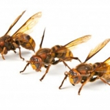 W-trap ловушка для ос